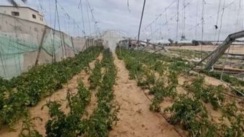 إعادة إعمار الزراعة