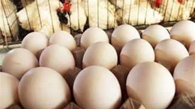 استقرار أسعار الدواجن والبيض في الأسواق مع قرب دخول شهر رمضان