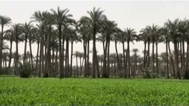 مركز المناخ: أمطار خفيفة ونشاط للرياح على هذه المناطق