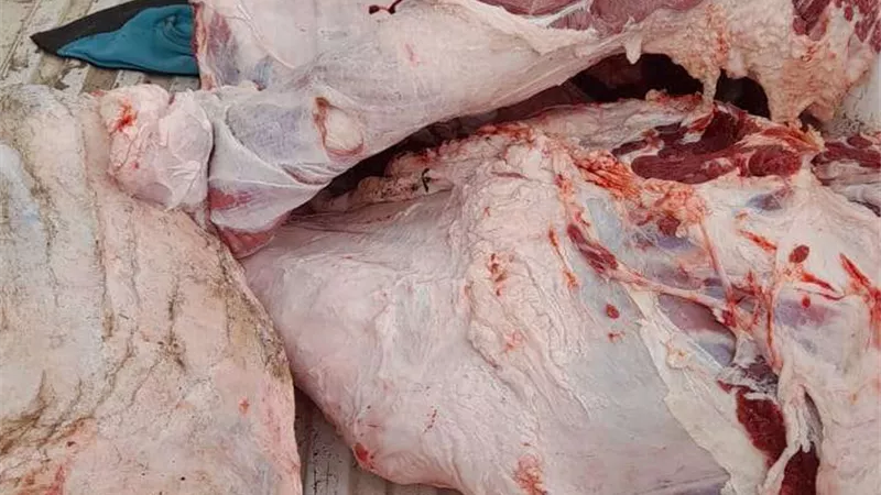 تموين كفر الشيخ يضبط لحومًا ومواد غذائية غير صالحة خلال حملة رقابية