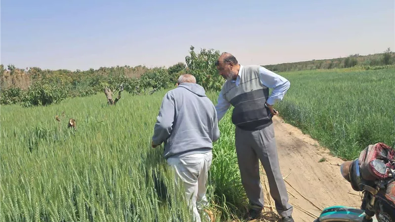 جولة تفقدية علي محصول القمح والمانجو بالقنطرة شرق الاسماعيلية