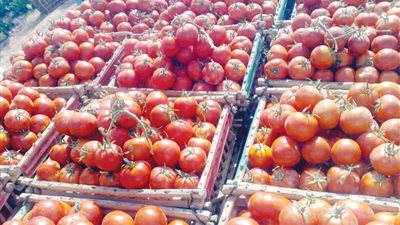 الطماطم بكام؟ .. استقرار في أسعار الخضار والفواكه بعد إجازة العيد