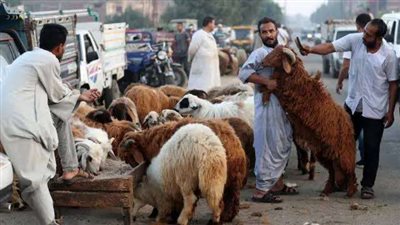 عدد أيام إجازة عيد الأضحى 2025 في مصر.. وموعد وقفة عرفات فلكيًا