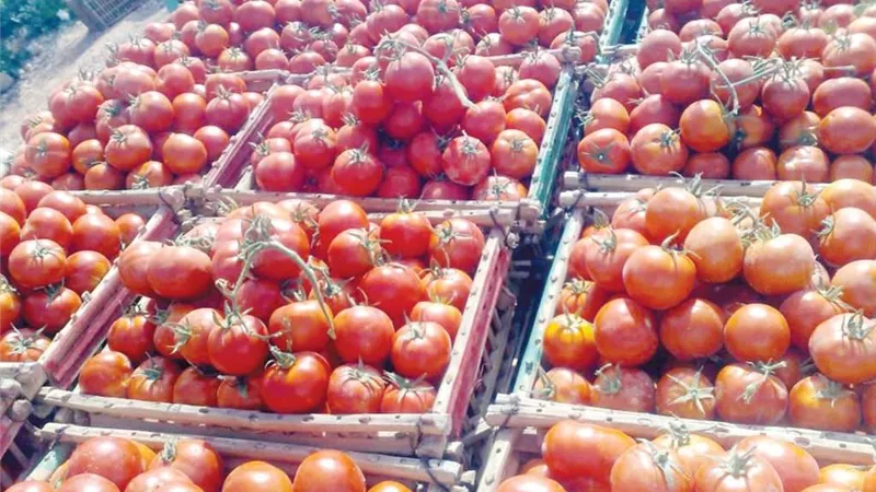 الطماطم بكام ؟ أسعار الخضار والفاكهة في الأسواق اليوم الأربعاء