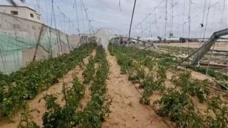 القرش: طفرة غير مسبوقة في قطاع الزراعة المصري خلال الربع الأول من 2025