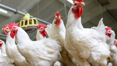 أسعار الدواجن والبيض اليوم السبت 19 أبريل 2025