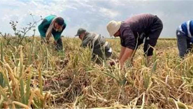موسم حصاد البصل الأحمر الطنطاوي في الدقهلية يعزز توازن الأسعار بالسوق المحلي