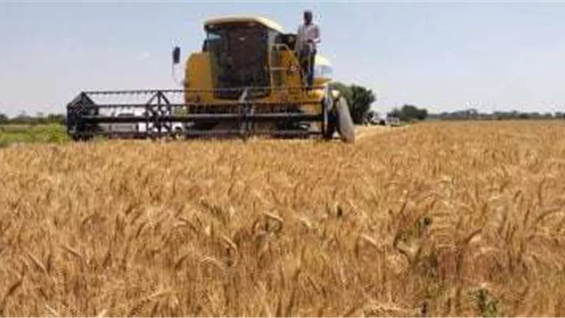 توريد 96 ألف طن قمح إلى شون وصوامع البحيرة حتى الآن