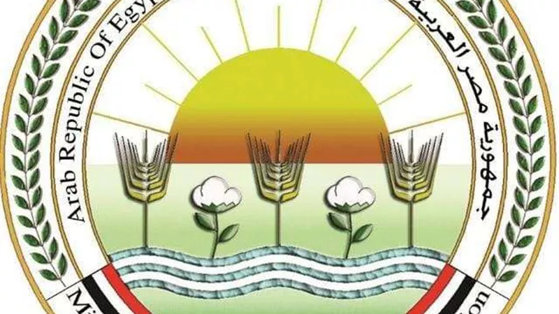 الزراعة: مزارع الدواجن تحت السيطرة.. لا نفوق ولا أوبئة والإنتاج في أمان