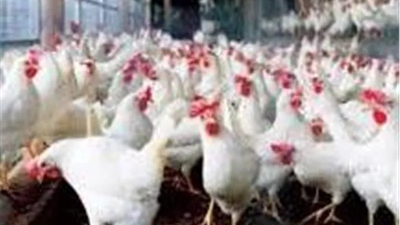  منتجو الدواجن ينفون شائعة تفشي أمراض وبائية.. فيديو