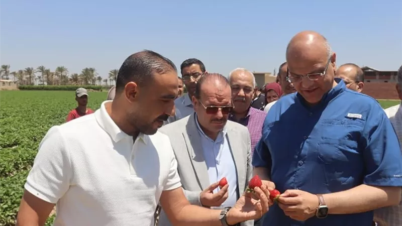 نجاح زراعة الفراولة في طوخ، القليوبية تغزو الأسواق العالمية بالذهب الأحمر
