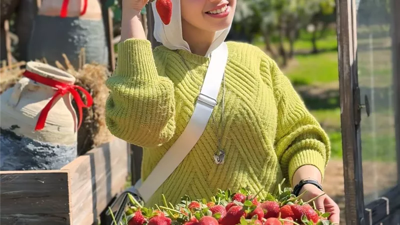 من الروضة إلى العالمية.. خطة زيادة المساحة المزروعة من الفراولة