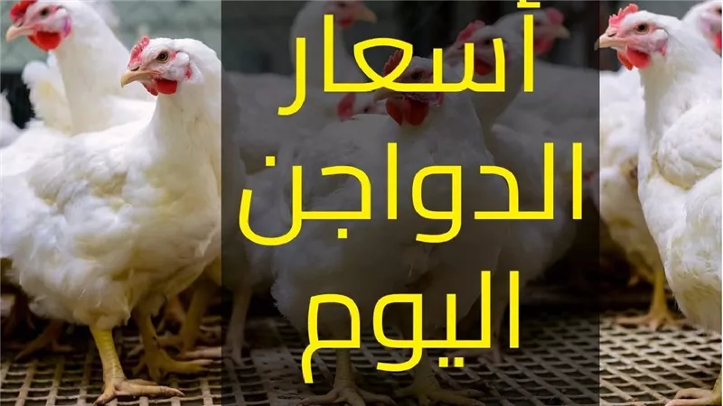 قبل ما تنزل السوق.. أسعار الفراخ اليوم الأربعاء 28-5-2025