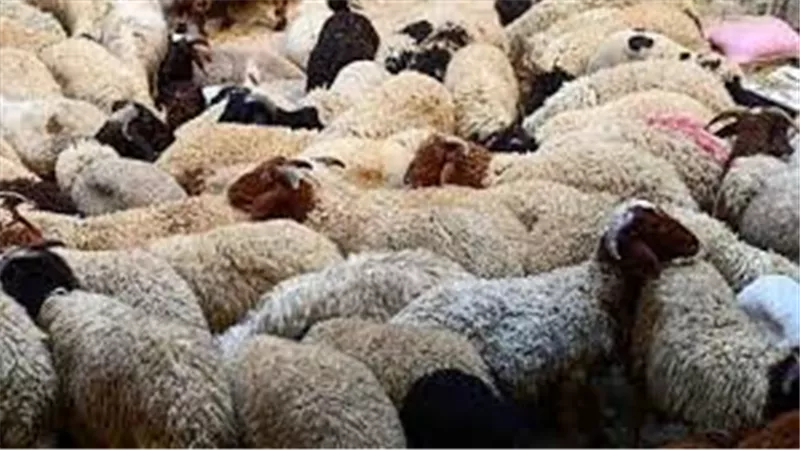 «الزراعة» تكشف خطتها لتأمين الذبح على الطريقة الشرعية في المجازر