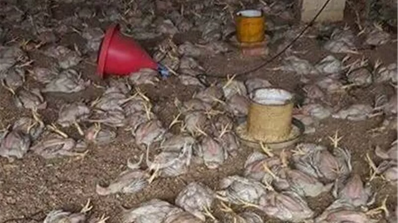 «التهم حظيرة دواجن».. اندلاع حريق داخل مزرعة في الإسماعيلية