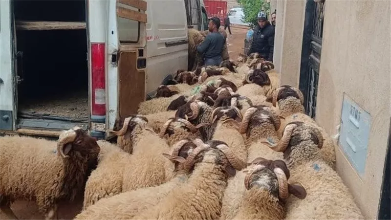 المغرب يواجه الجفاف بإلغاء ذبح الأضاحي.. وحملات أمنية لضبط المخالفين