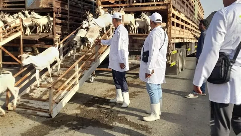 وزير الزراعة يتابع جهود الإشراف على الأضاحي بالأراضي المقدسة