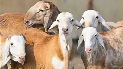 مع اقتراب عيد الأضحى.. تعرف على أسعار الأضاحي 