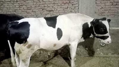 قبل العيد.. أسعار اللحوم والأضاحي الحية في الأسواق اليوم 