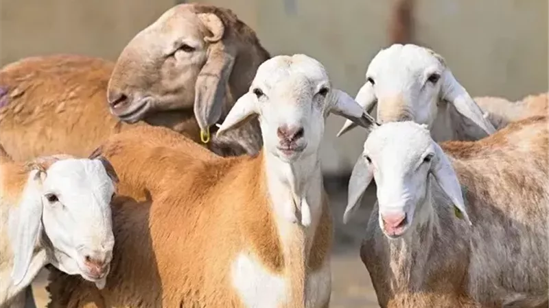 أسعار الأضاحي 