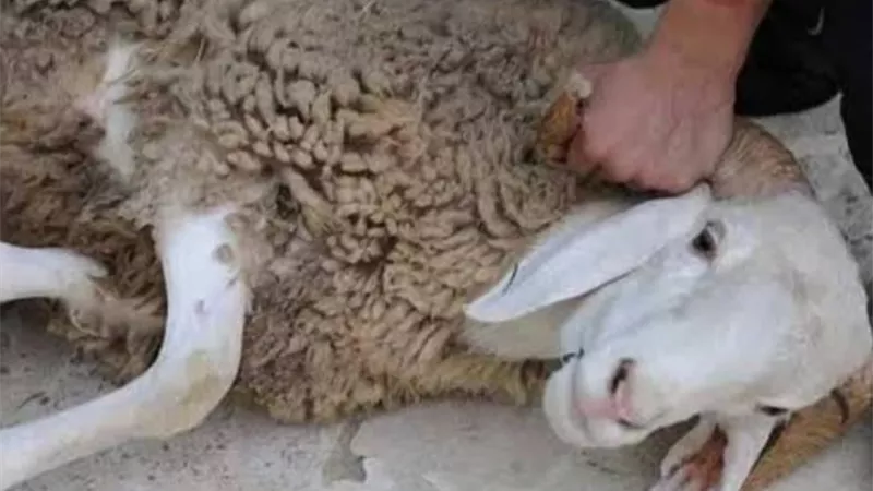 في أول أيام عيد الأضحى.. أسعار الأضاحي واللحوم 6-6-2025