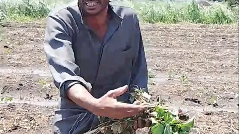 مواطن يناشد الأجهزة الأمنية بكفر الشيخ: البلطجية قلعوا القطن وعوّموا الأرض  