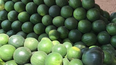 نقيب الفلاحين: تراجع زراعة البطيخ وراء ارتفاع أسعاره في الأسواق