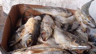 ضبط كميات كبيرة من الأسماك مجهولة المصدر في المنوفية