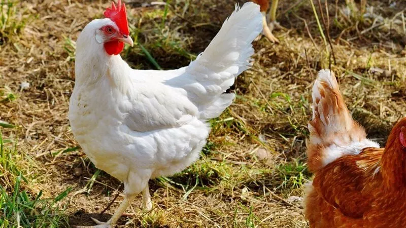 الجمعة من غير مفاجآت.. أسعار الفراخ اليوم الجمعة 13-6-2025