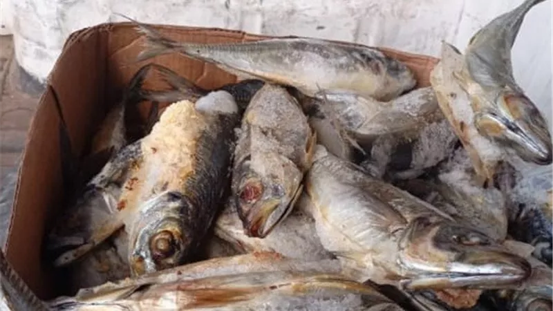 ضبط كميات كبيرة من الأسماك مجهولة المصدر في المنوفية