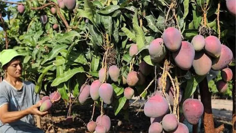 مع بداية الصيف وارتفاع درجات الحرارة ..كيف تحمي المحاصيل الزراعية 