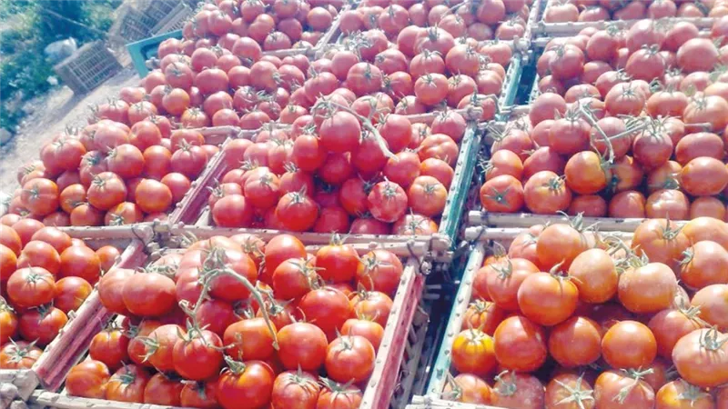الطماطم بـ15 جنيها.. أسعار الخضار والفاكهة اليوم الأربعاء 18 يونيو 2025