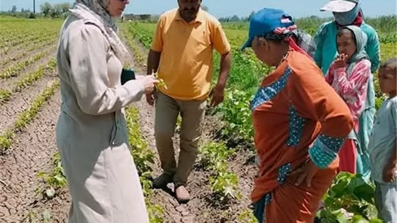 وكيل زراعة كفر الشيخ يوجه بتكثيف المرور على الزراعات ومتابعة صرف الأسمدة
