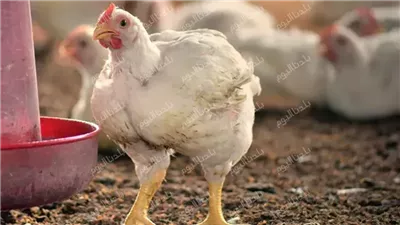 بعد ما كانت مولعة.. سعر الفراخ البيضاء اليوم الأحد 22 يونيو 2025