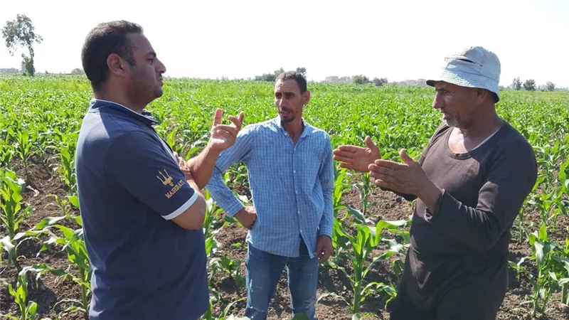 شكاوى من تدهور المحصول.. مزارعو كفر الشيخ لـ«بلدنا اليوم»: زرعنا القطن فخسرنا كل شيء