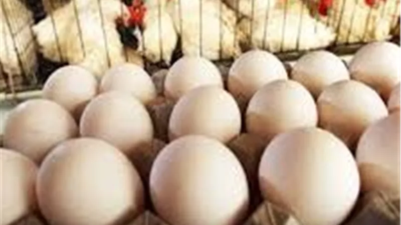 الكيلو بـ68 جنيهًا.. أسعار الدواجن والبيض اليوم الأربعاء 25-6-2025