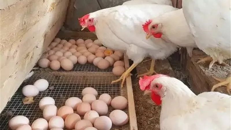 الكيلو بـ 66 جنيهًا.. أسعار الدواجن والبيض اليوم الجمعة 27 يونيو 2025
