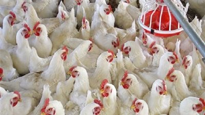 كيلو الفراخ بـ كام؟ أسعار الفراخ اليوم الاثنين 7 يوليو 2025