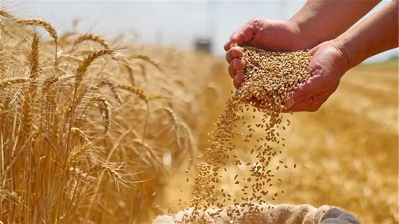 خبير يرصد أسباب تراجع واردات القمح بنسبة 22.8% خلال 10 أشهر