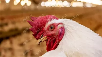 الأسعار زي ما هي.. أسعار الدواجن اليوم الثلاثاء 8-7-2025