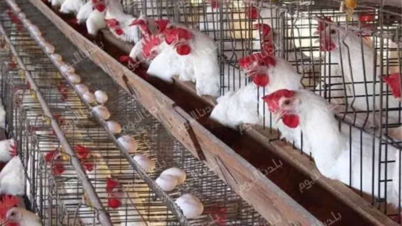 تراجع جديد في الفراخ النهاردة.. أسعار الفراخ اليوم الخميس 10 يوليو 2025