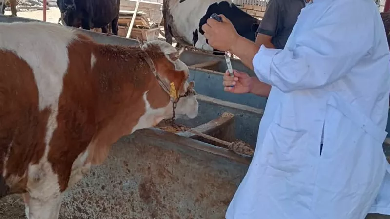كفر الشيخ تبدأ حملة شاملة لتحصين الماشية ضد الحمى القلاعية والوادي المتصدع