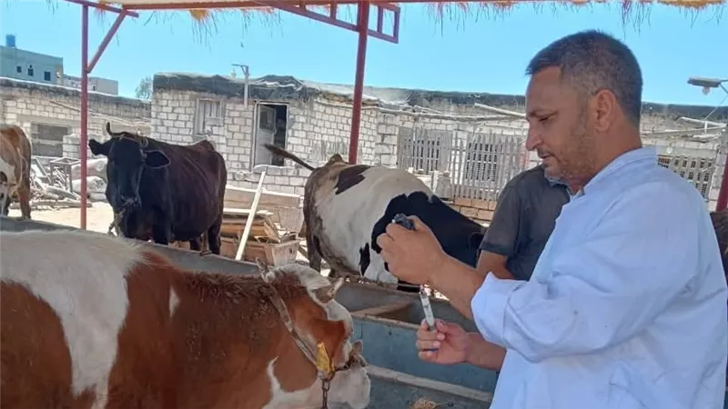 الزراعة تطلق حملة قومية لتحصين الماشية ضد الحمى القلاعية والوادي المتصدع