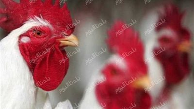 شوف الأسعار وصلت لفين.. أسعار الفراخ البيضاء اليوم الثلاثاء 29 يوليو 2025
