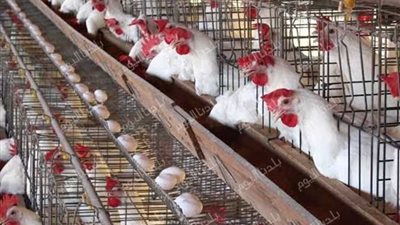 مفيش جديد في السوق.. أسعار الفراخ البيضاء اليوم الخميس 31 يوليو 2025
