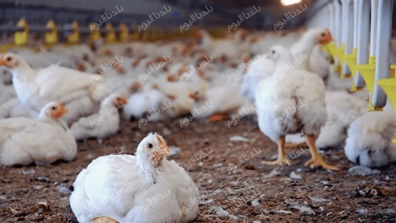 أسعار الفراخ البيضاء