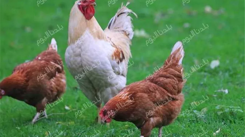 بعد النزول الأخير.. أسعار الفراخ اليوم الإثنين 28 يوليو 2025