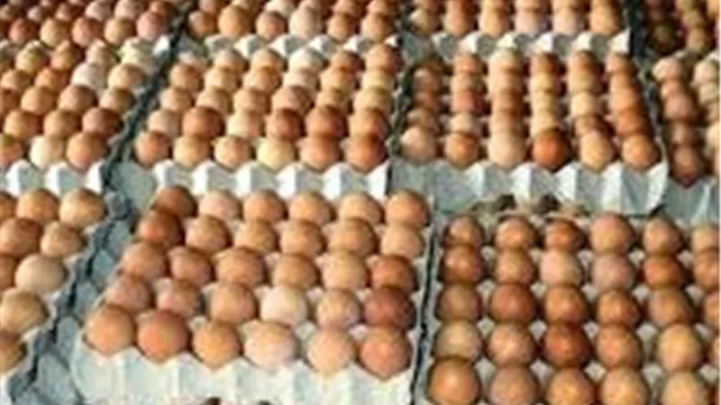 تعرف على أسعار كرتونة البيض اليوم السبت 2/8/ 2025
