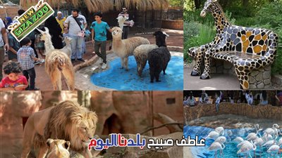 افتتاح حديقة الحيوان بعد التطوير يتزامن مع حدث تاريخي.. ما التفاصيل؟