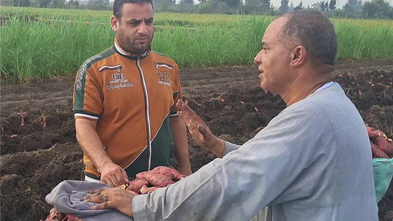 بلدنا اليوم تشارك المزارعين موسم حصاد البطاطا بكفر الشيخ